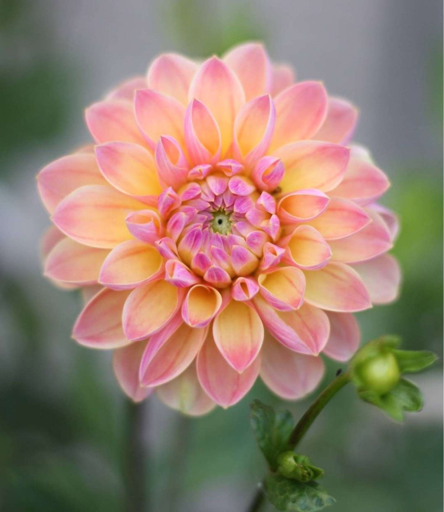 Dahlie ‘Hapet Pastell’ - Dahlia